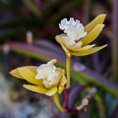 Dendrobium striolatum