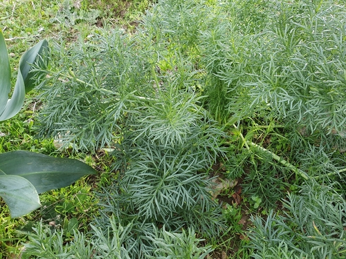 Italian Thapsia (Thapsia garganica)