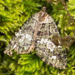 Hydriomena albifasciata