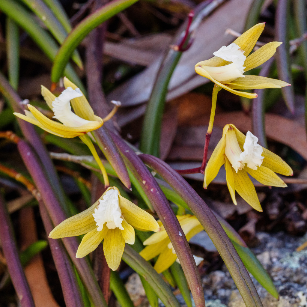 Streaked Rock Orchid