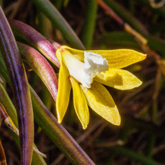 Dendrobium striolatum