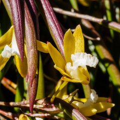 Dendrobium striolatum