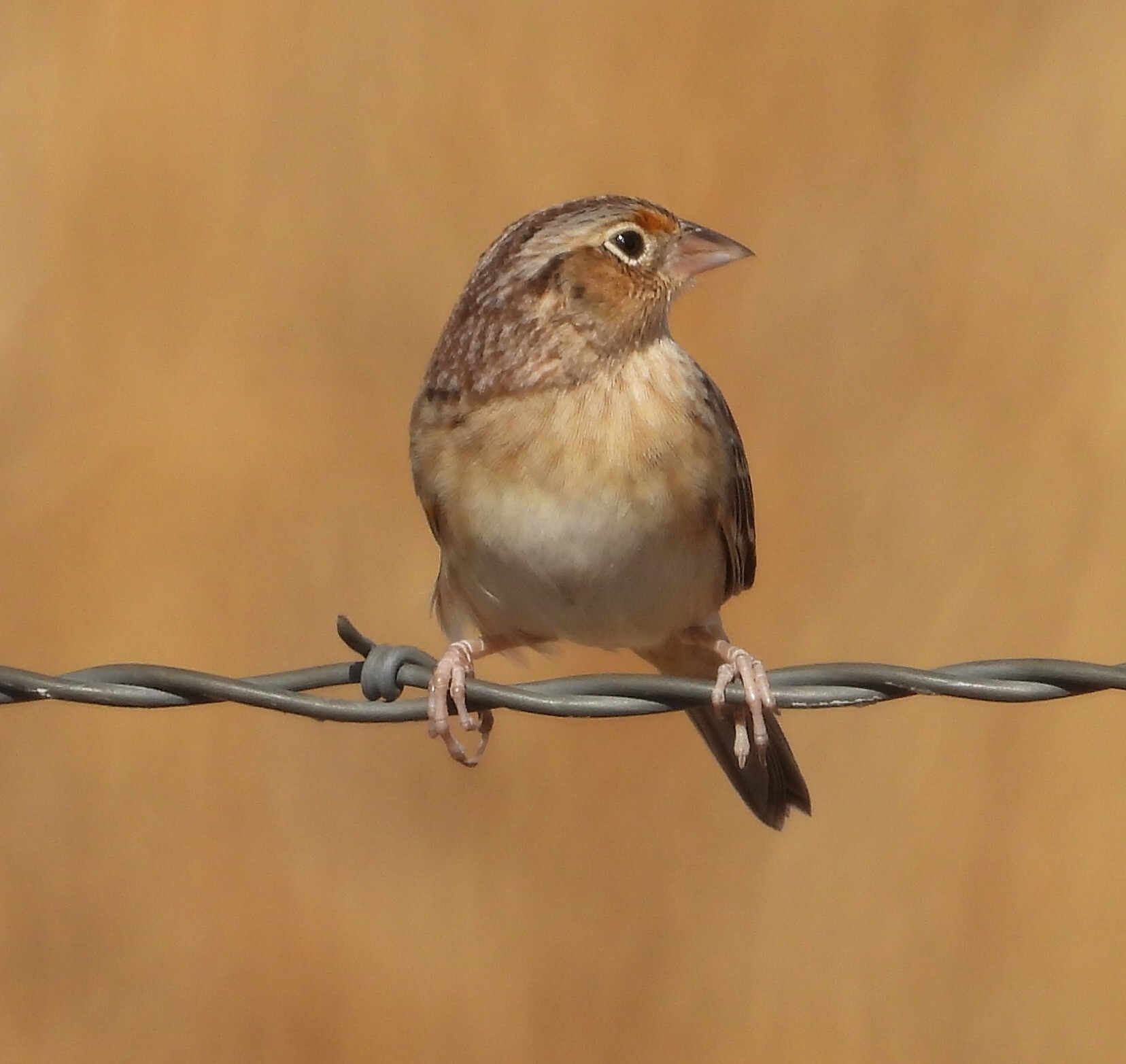 Ammodramus savannarum (J.F.Gmelin, 1789)