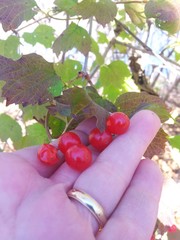 Viburnum trilobum image