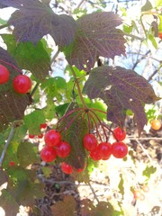 Viburnum trilobum image