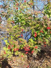 Viburnum trilobum image