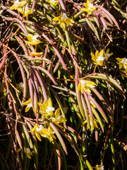 Dendrobium striolatum