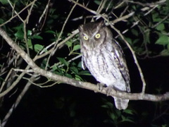 Megascops guatemalae