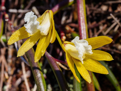 Dendrobium striolatum