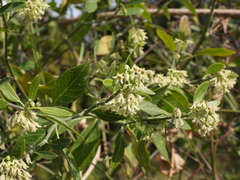geosesarma, CC BY, iNaturalist via GBIF Leptadenia lanceolata, photograph geosesarma, CC BY, iNaturalist via GBIF
