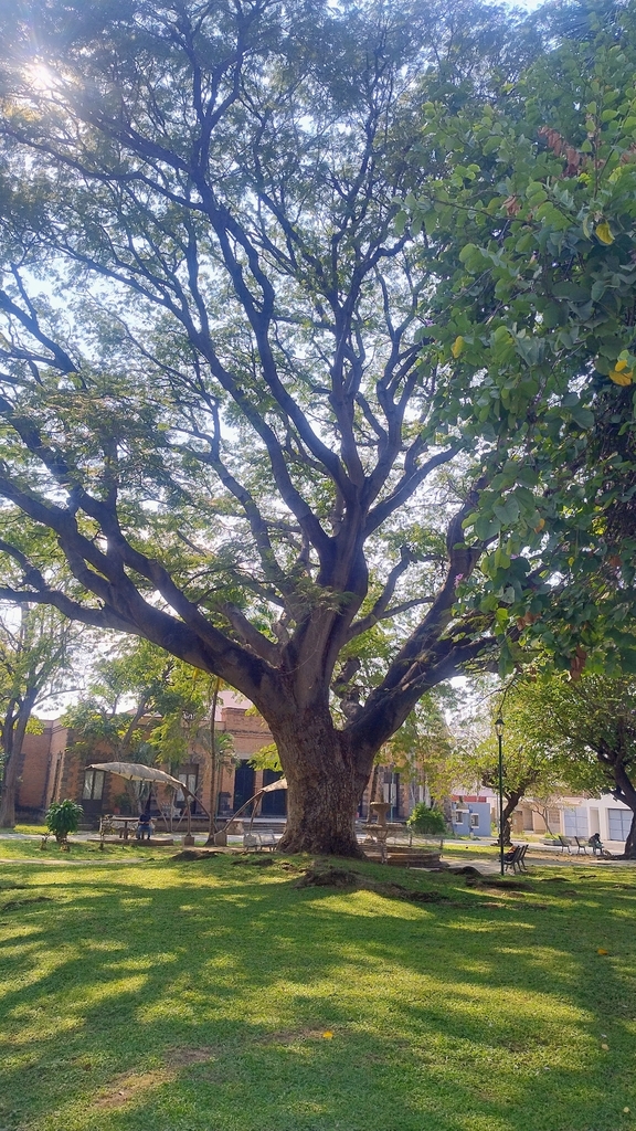 elephant ear tree from Ruta 17, 142, Centro, 28000 Colima, Col., México ...