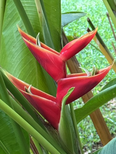 Heliconia bihai observed 2025-12-28