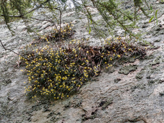 Dendrobium striolatum
