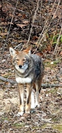 Coyote photographed in Arkansas