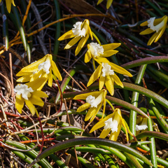 Dendrobium striolatum