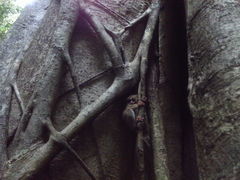 Tarsius spectrumgurskyae