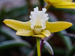Dendrobium striolatum