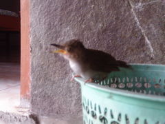 Pellorneum celebense