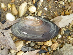 Utterbackiana implicata