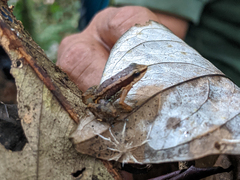 Allobates insperatus