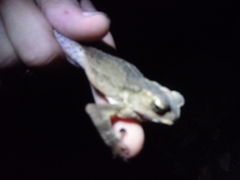 Ingerophrynus celebensis