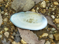 Utterbackiana implicata