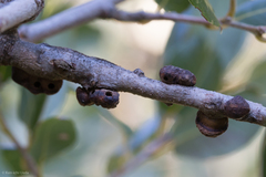 Disholandricus chrysolepidis