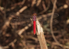 Orthemis schmidti