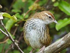 Poodytes punctatus punctatus