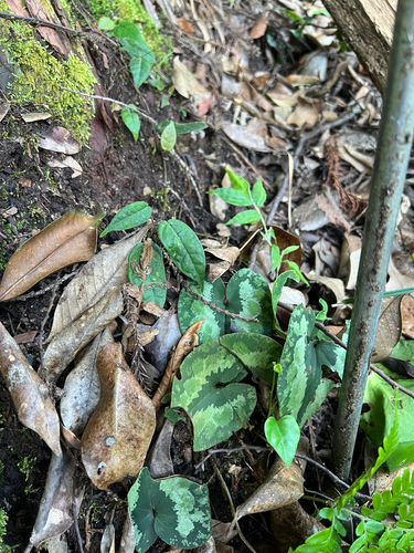 Asarum hexalobum iNat (2)