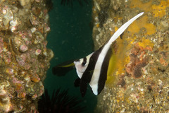 Pennant Coralfish photo 5