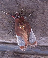 Bertholdia albipuncta