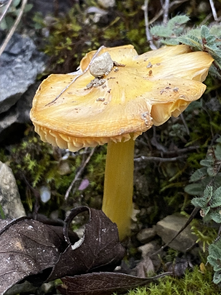 Hygrocybe acutoconica · November 2025 · photo: © florajenensis (iNaturalist, cc-by)