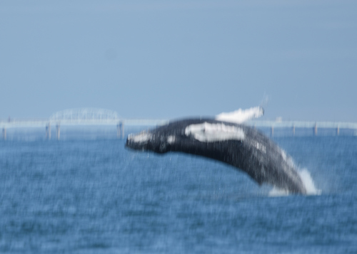 Humpback Whale photographed in Virginia
