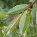 Tea-leafed Willow - Photo (c) Serguei Ponomarenko, some rights reserved (CC BY-NC)