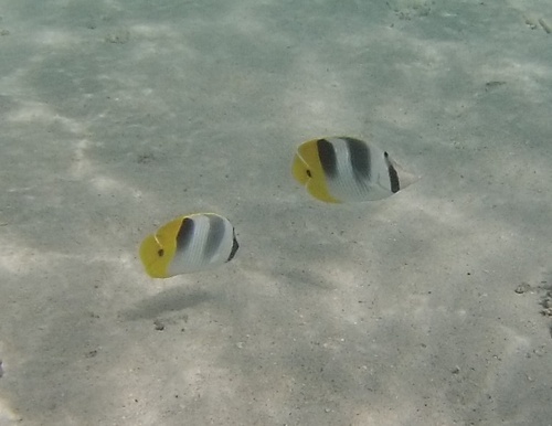 Chaetodon ulietensis