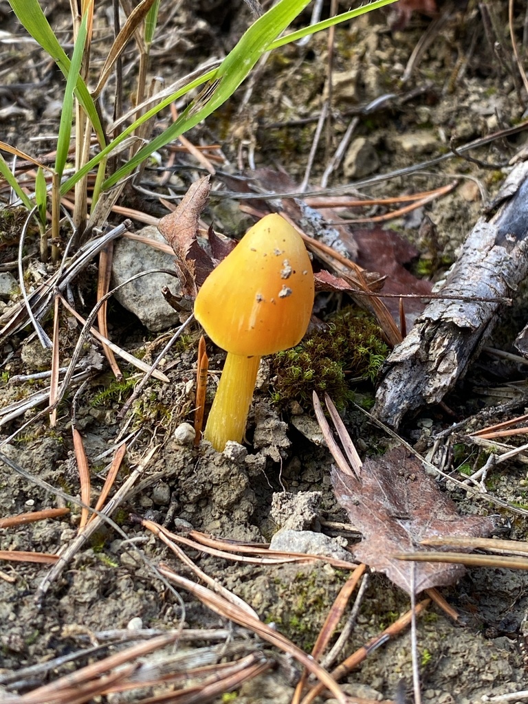 Hygrocybe acutoconica · November 2025 · photo: © florajenensis (iNaturalist, cc-by)