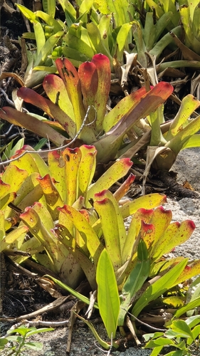 Painted fingernails (Neoregelia cruenta)