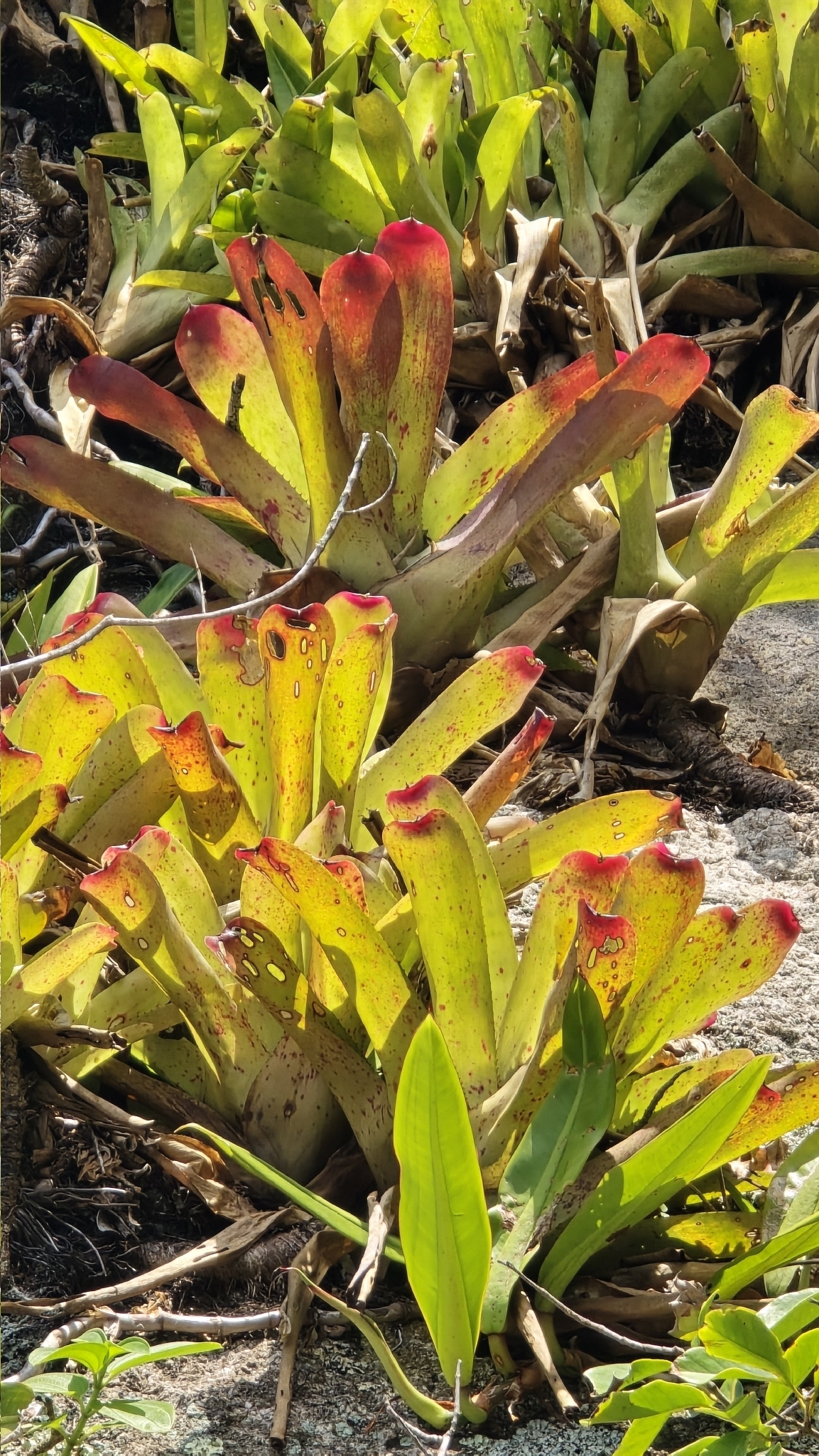 Painted Fingernails (Neoregelia cruenta)