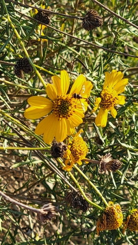 Unknown species found near Bexar County, US-TX, US