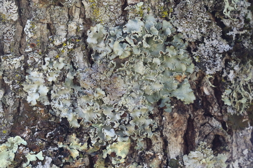 iNaturalist observation photo of Powdered Speckled Shield Lichen