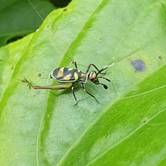 Phylloscyrtus amoenus
