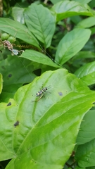 Phylloscyrtus amoenus