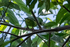 Forpus crassirostris