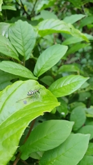 Phylloscyrtus amoenus