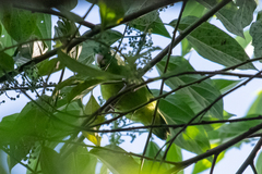 Forpus crassirostris