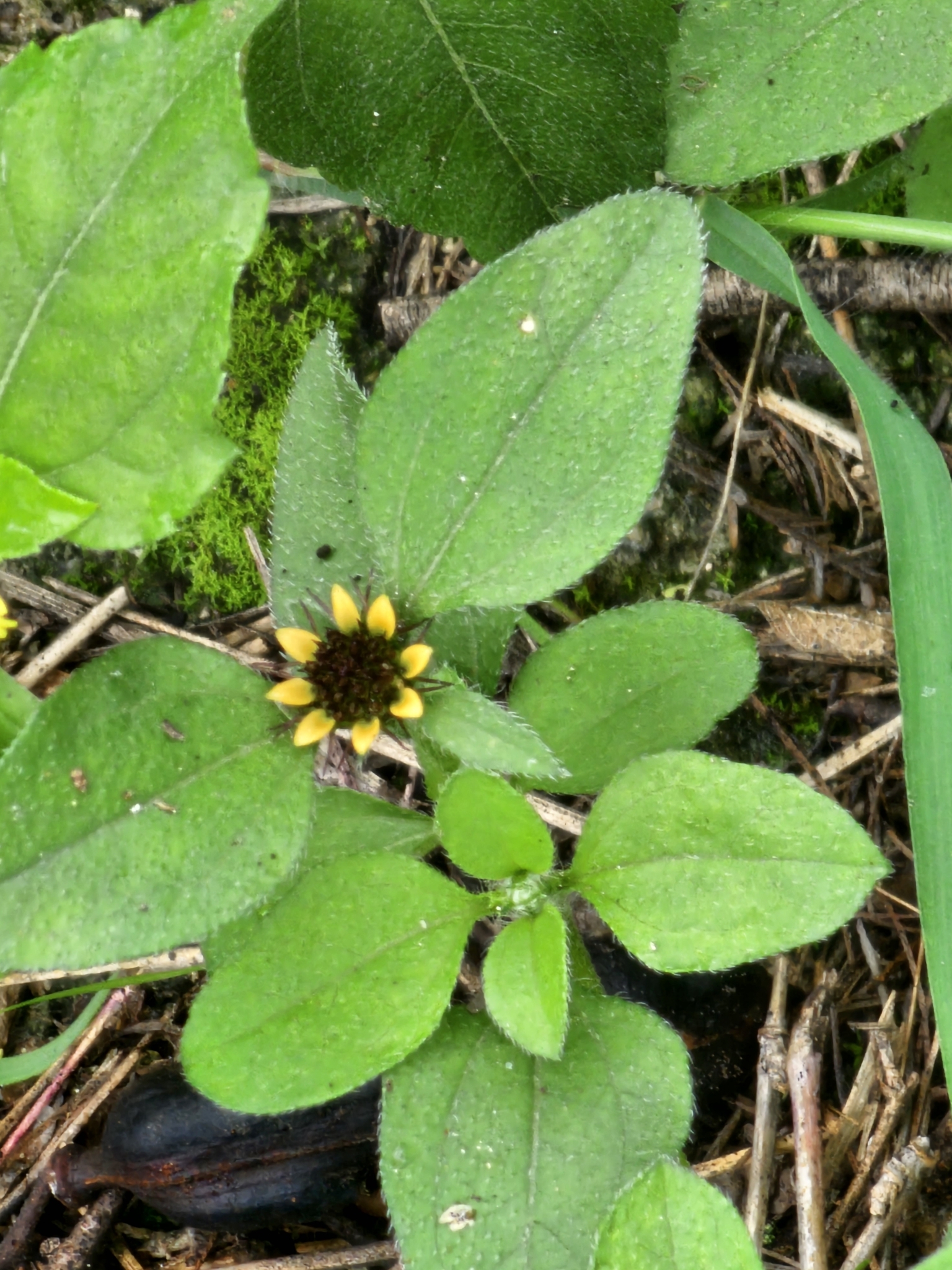 Yellow Creeping Zinnia (Sanvitalia ocymoides)