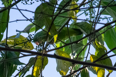 Forpus crassirostris