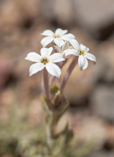 Arjona tuberosa (Arjona tuberosa)
