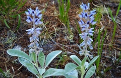 Lupinus westianus